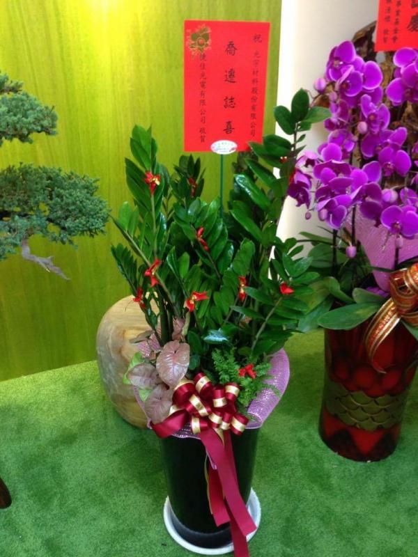 !!金錢樹盆栽(二十一)!!