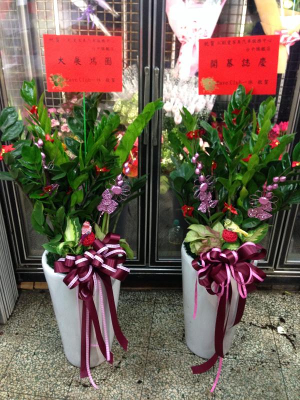 !!招財金錢樹一盆(十五)!!