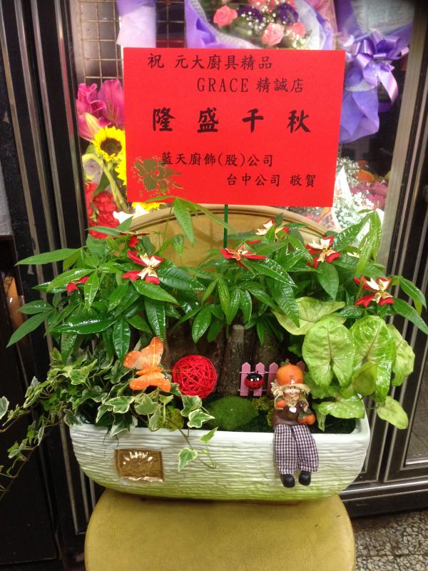 !!搖錢樹盆景(十三)!!