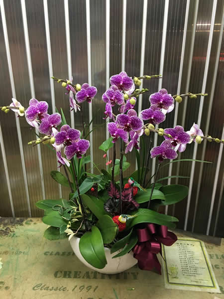 !!精緻紅色蝴蝶蘭(十八)!!