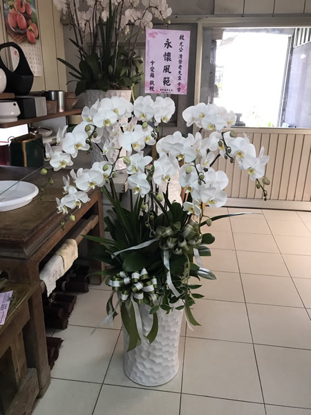 !!精緻組合蘭花(二十五)!!