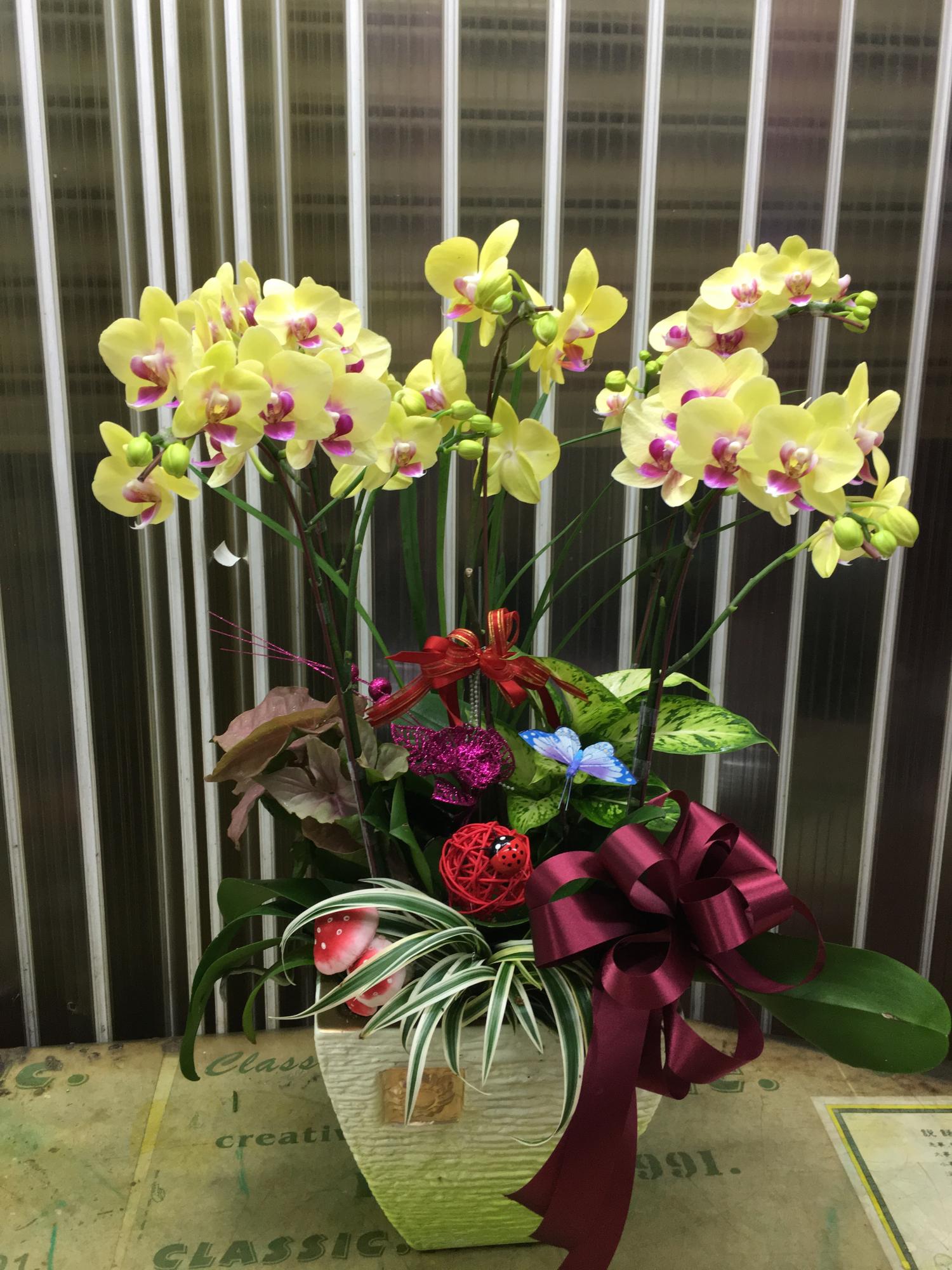 !!精緻組合蘭花(八)!!