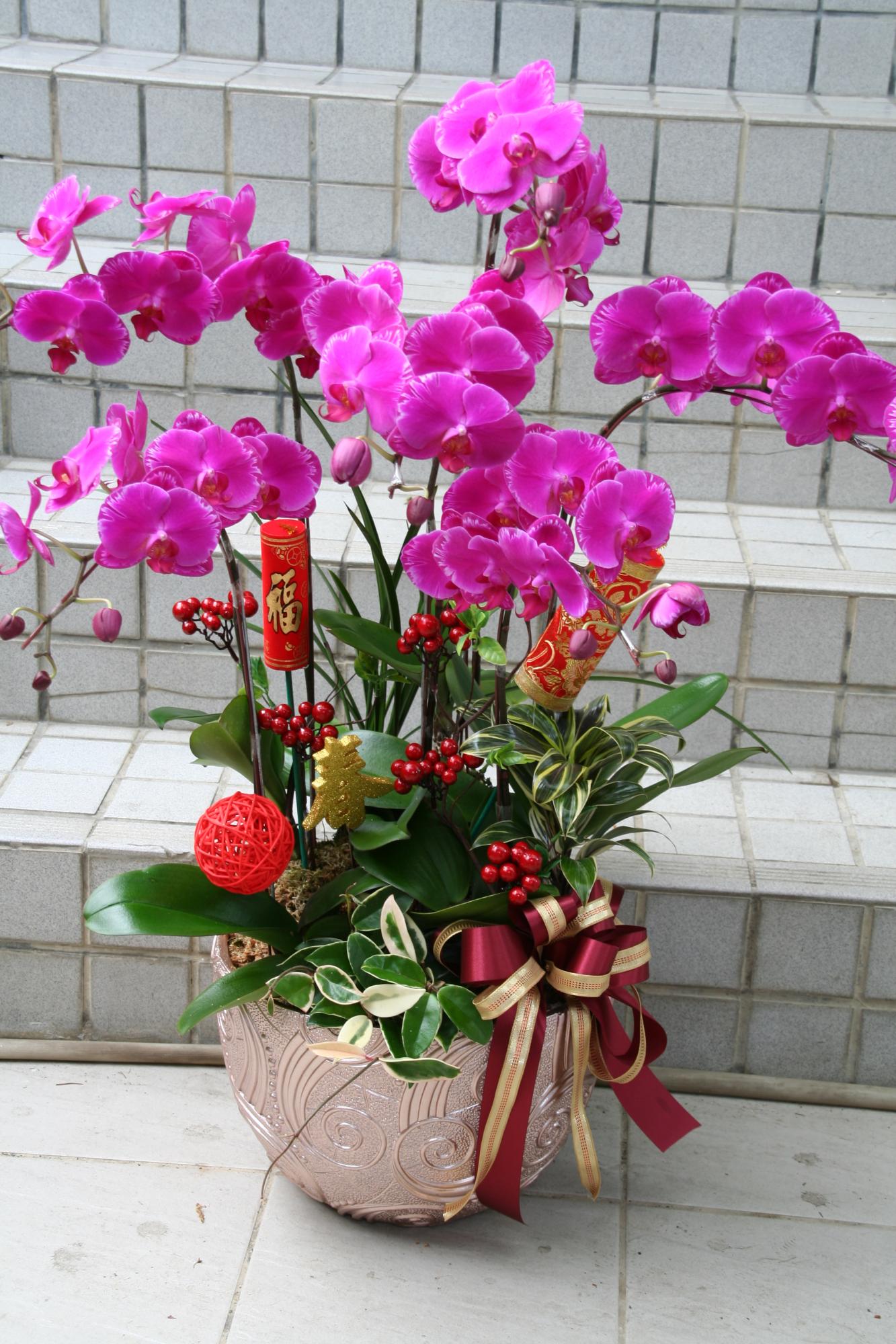 !!紅色蝴蝶蘭花(七)!!