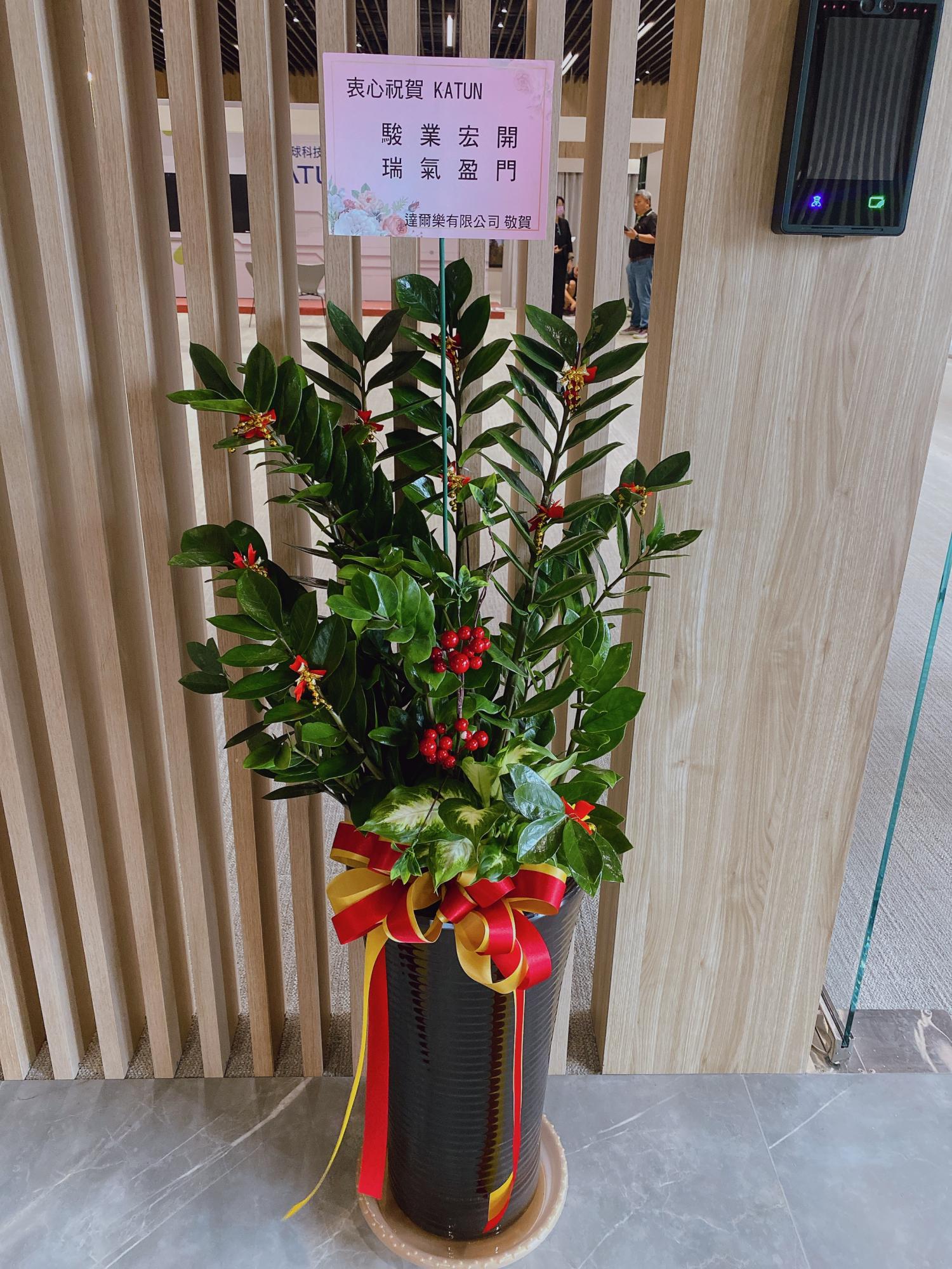 金錢樹組合盆景