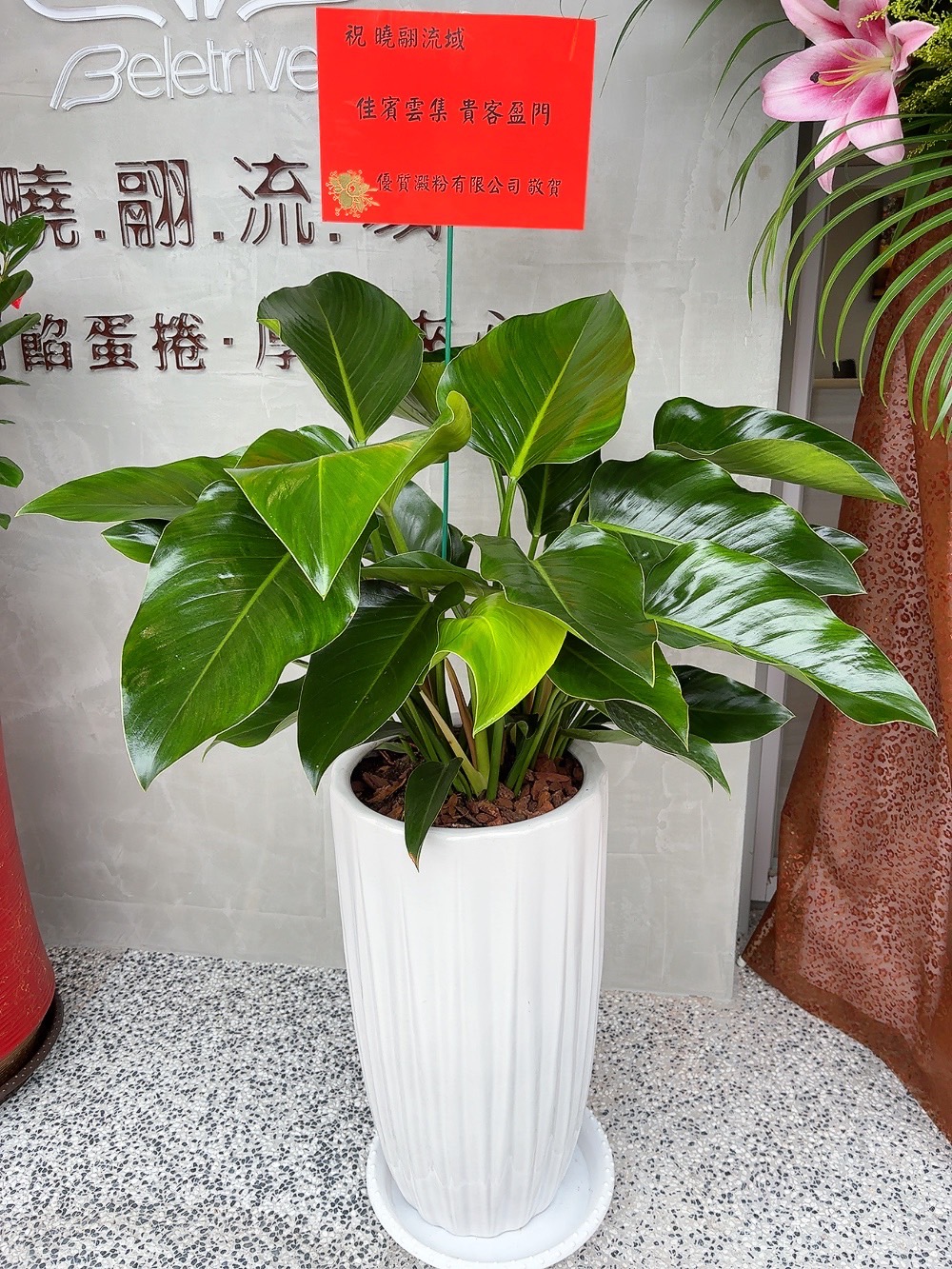 旺財樹.綠鑽