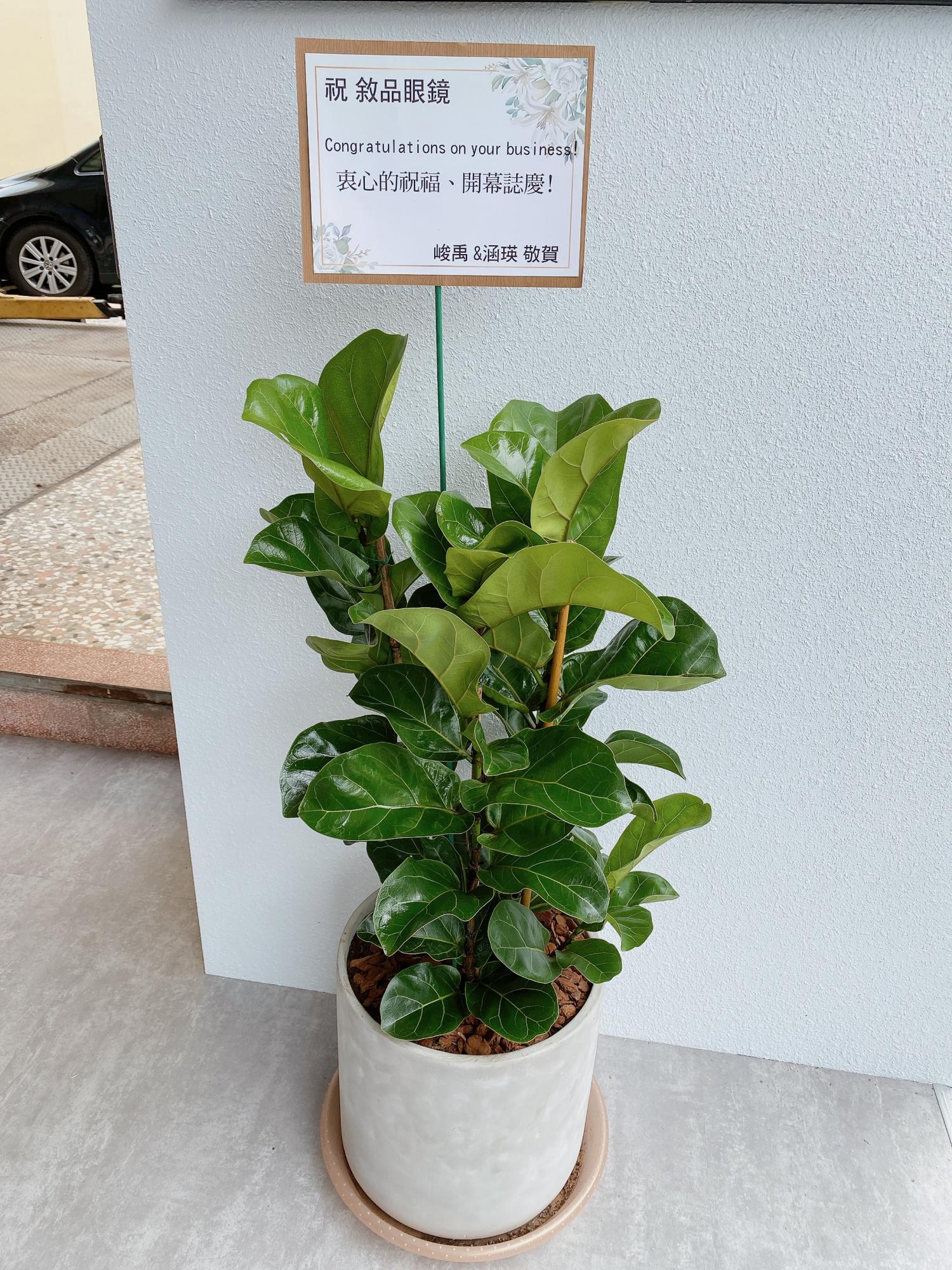 琴葉榕盆景