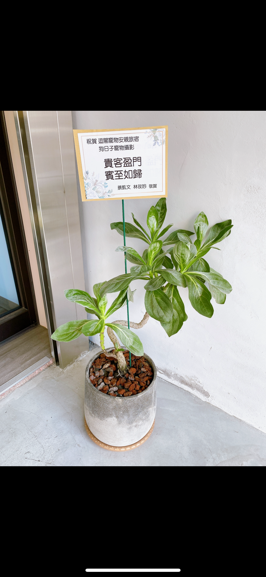 白水木盆栽
