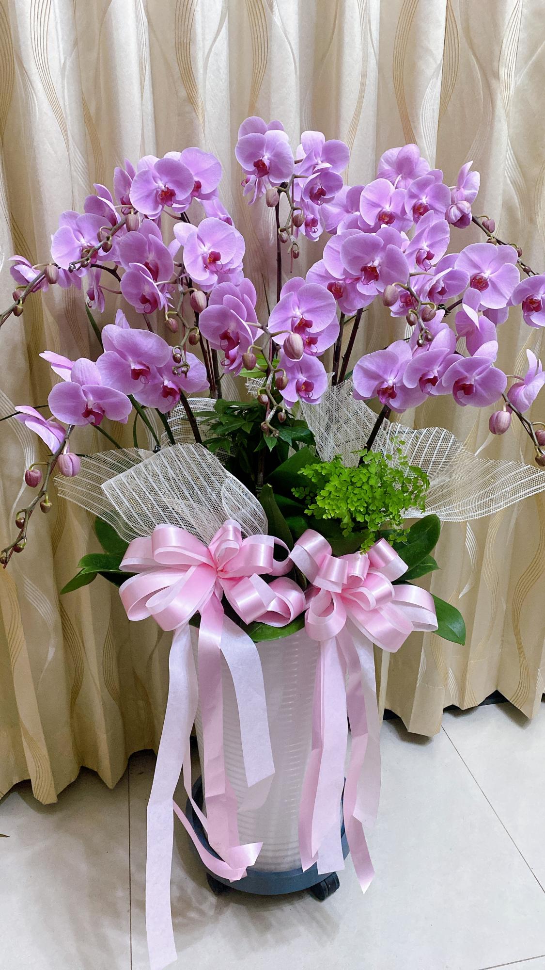 追思蝴蝶蘭花